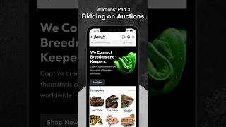 Bidding on Auctions #morphmarket