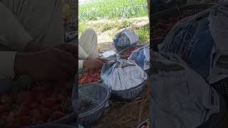 سٹرابیری 🍓🍓🍓🍓🍓🍓🍓🍓🍓