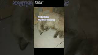 emang boleh segaya ini? #kucinghimalaya #kucing #himalayancat #king_leon