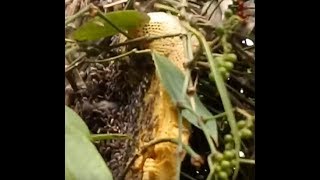 The camera records the process of catching honey bee collecting honey from the girl.