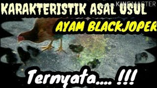 KARAKTERISTIK ASAL USUL AYAM BLACKJOPER