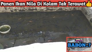 Panen Ikan Nila Di Kolam Beton Tak Terawat || Kolam Beton Filter Chamber Pompa Celup Resun King