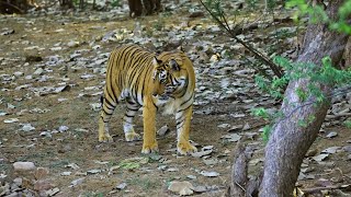 Zone10 Tiger Safari- My First sighting of Beautiful Tigress Aishwarya T99 #tigersafari #ranthambore