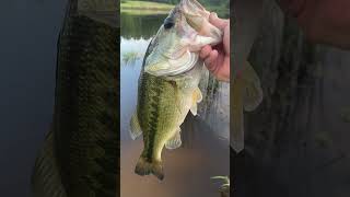 #2 Pound Bass from Bank! #bassfishing #nature #outdoors #mississippi #ponds