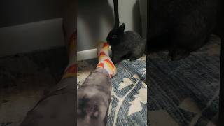 angry rabbit attacks my foot (he bites and boxes)🥹 SO CUTE! #rabbit #bunny #viral