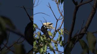 Great Hornbill #birds #hornbill #backyardwildlife #birdsvideo #morningvibes #birding #hobby #4k