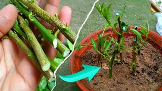 How to Propagate Growing Lemon Tree From a Cutting /লেবু গাছের কাটিং থেকে চারা তৈরি করার সময়