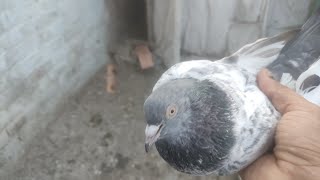 تیار ی  چیتر 2024 بی بی pigeon s