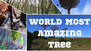 दुनिया के विचित्र व अद्भुद पेड़ | World Most Amazing Tree, hindi #Treeworld