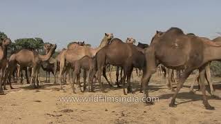 #camel #beautiful #video #viral