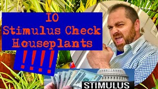 ‼️🤑‼️🤑10 Stimulus check houseplants!!!‼️🤑🍃🍃