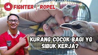 BURUNG TRUCUKAN OMBYOK ITU KURANG COCOK DIPELIHARA BAGI ORANG YANG SIBUK KERJA, APA BENAR?