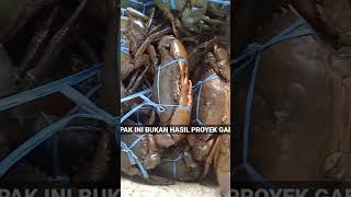 KEPITING JUMBO TAMBAK #MANGROVE