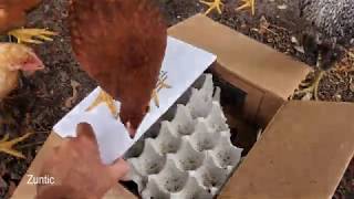 Chickens get a box of live crickets