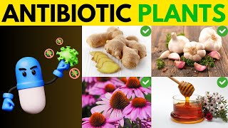 12 Medicinal Plants with Natural Antibiotic Effects | natural remedies