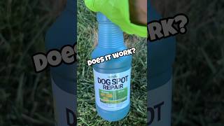 Grass Paint for Dog Pee Spots? #shorts #lawn