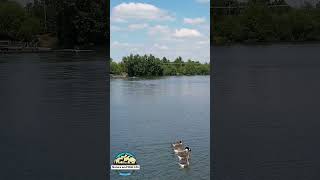 Swans and Ducks Are Swimming in the Lake #nature #wildlife #relaxing #asmr #viralvideo#viral #shorts