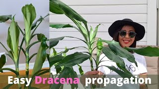 Dracaena Janet Lind pruning and propagation