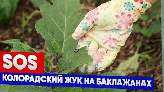 SOS Колорадский жук на баклажанах