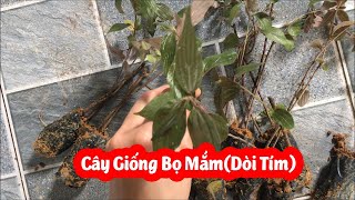 Mua Cây Giống Bọ Mắm Ở Đâu Và Bao Nhiêu Tiền