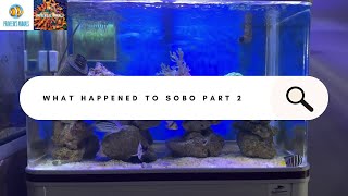 Sobo never been better than this @praveeinsanimals | #aquarium #reeftank #marineaquarium #coral