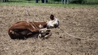 Millmerran Rodeo calf roping