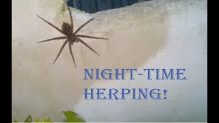 BackYard Herping!! Finding Snakes, Spiders, Frogs And More!