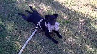 My Patterdale Terrier resting in the shade