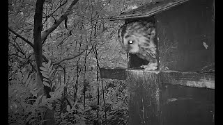 #4  Tawny Owl Box  - 14 Apr 2021