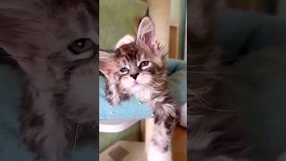 Ужас! Опять на работу! #shorts #animals #cats #кошки