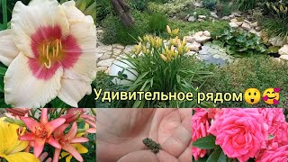 Обзор сада🥰🌹! Гости, сюрпризы 😁, удивительные растения и новенькие розочки💕🌹🌹🌹🥰