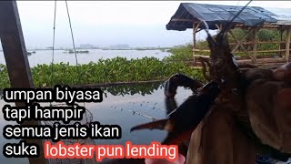 gak pake lama// umpan biyasa tapi hampir semua ikan suka!!mancing cirata