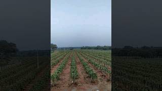 Dragon fruit farming # c variety #agriculture #farming #telengana #nature