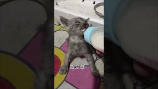 Kitten Day 1 - Day 25 #kitten #cat #cute #shorts #viral