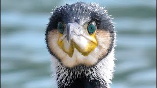 Cormorano e grosso pesce persico - Cormorant and large perch (Phalacrocorax carbo)