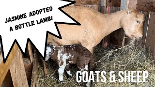 Our goat adopted a Lamb!