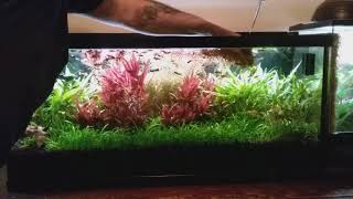 30 gallon dirted aquarium week 20 update, trimming the rotala (no co2 or ferts added)