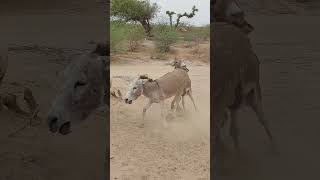 A donkey Sense  #ytshortsvideo #animals #donkey #funnyanimal #funny #donkeyfarm #donkeyvillage