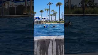 Looks like a marshmallow. Dolphin show! #florida #dolphin #dolphinshow #marshmallow #specialneeds