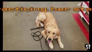 6 month old Golden Retriever puppy Bailey learning basic obedience | Houston puppy training