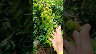 amazing green lychee tree 🌲🫒 || #food #viral #lychee #shorts