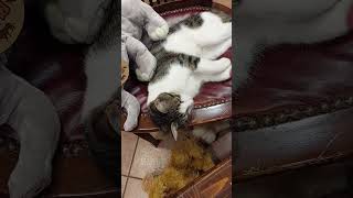 KİTAPÇI PATRONU KEDİ / Bookstore owner cat #shorts #cats