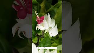 White BLEEDING HEART PLANT #youtubeshorts #shorts