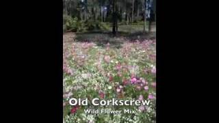 G to Z Old Corkscrew Wildflower Mix