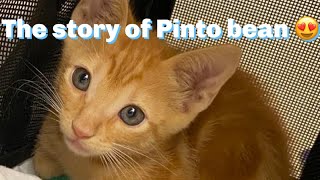 kitten saved from inside dashboard #viral