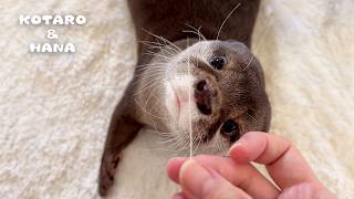 おでこから抜けた眉毛をカワウソに見せたら反応が可愛すぎた　Otter’s Puzzled Reaction to Seeing His Missing Long Eyebrow