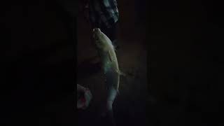 Ngeri !! Bandeng liar 4 kilo spot Danau angker #shorts #mancing_ikanBesar