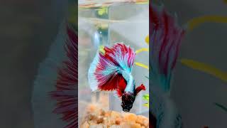 Beautiful betta fish ❤️❤️❤️