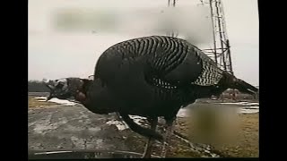 Wild Turkey Chases State Trooper Into Cruiser