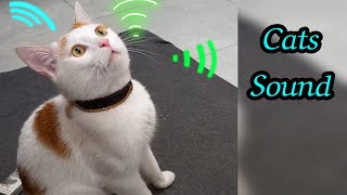 Cat sounds and their meaning (part 1)